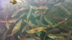 Didatangkan dari Bali, DKP Sangihe Salurkan Bibit Ikan Kerapu untuk Kelompok Nelayan