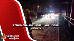 Jutaan Kupu-Kupu Serbu Jembatan Ngrame Mojokerto, Jalanan Menjadi Licin