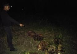 Curi 46 Tandan Buah Sawit, Pria di Way Kanan Ditangkap Polisi