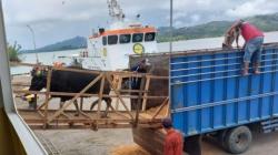 Pengiriman Sapi Gorontalo Utara ke Kalimantan Tersendat, Ini Masalahnya