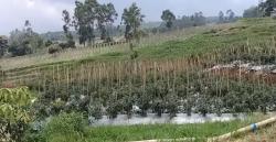 Pengusaha Sayur Asal Majalengka Ini Bisa Raup Pendapatan Seharga 1 Mobil dari Sekali Panen Raya<