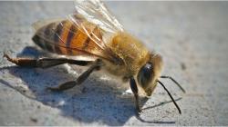 5 Hewan yang Lahir dari Rekayasa Genetika, Ada Ikan Glow in The Dark Sampai Serangga Mematikan!