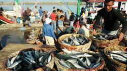 Ekspor Perikanan RI Tumbuh 10,66 Persen, Terbanyak ke Amerika Serikat