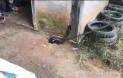 Ular Kobra Masuk Rumah Warga di Nunukan, Pemilik Panik<