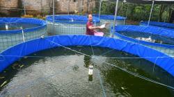 Raup Untung dari Budi Daya Ikan Lele Sistem Bioflok