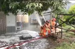 Sengat Warga, Sarang Tawon Vespa di Parepare Dievakuasi Petugas Damkar