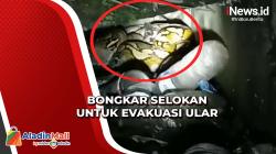 Kemunculan Ular Piton Gegerkan Warga Parepare, Petugas Damkar Evakuasi dengan Bongkar Selokan