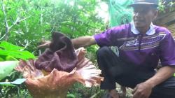 Heboh, 2 Bunga Bangkai Tumbuh di Pekarangan Rumah Warga Jombang <