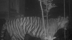 Cerita Hutan Lodoyo Blitar, Kerajaan Harimau Siluman yang Terkenal Angker<