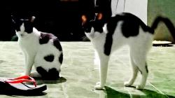 Budaya Makan Kucing di Sulawesi Utara, Bukan Hanya Soal Rasa