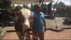  Senangnya Abah Lala Dapat Hadiah Seekor Sapi Jumbo dari DPRD Boyolali