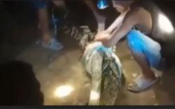 Heboh, Warga Tangkap Buaya Pemangsa Hewan Ternak di Lampung