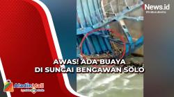 Ada Buaya di Sungai Bengawan Solo, Warga Geger
