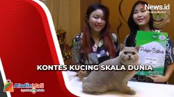 Melihat Keseruan Kontes Kucing Sultan di Surabaya