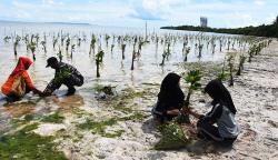 Penanaman 15.000 Mangrove di Pesisir Wakatobi