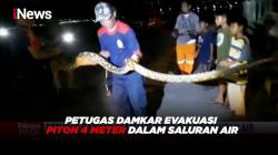 Petugas Damkar Evakuasi Piton 4 Meter dalam Saluran Air