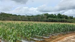 Jelang Tahun Baru, Petani Belitung Mampu Raup Omzet Puluhan Juta Rupiah Hasil Produksi Jagung Manis