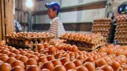 Jelang Ramadhan, Harga Telur di KBB Bisa Tembus Rp32.000 per Kg<