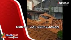 Petugas BPBD Lakukan Penyisiran Monyet Liar yang Resahkan Warga Pasuruan