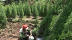 Kebanjiran Pesanan Jelang Natal, Petani Cemara di Pasuruan Raup Cuan