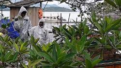 Mengerikan, Permukiman Warga Desa Jagoh Kepri Diserbu Kawanan Ulat Bulu Bintang