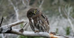 Hewan Paling Setia pada Pasangan, Ada yang Temani hingga Mati