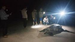 Penyu Belimbing Ditemukan Mati Membusuk di Pantai Simeulue, Diduga Makan Plasti<