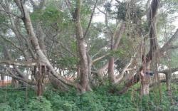  Mitos Pohon Cinta di Pulau Kemaro Palembang, Destinasinya Para Bucin