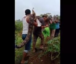 Heboh Ular Piton 6 Meter Ditangkap Warga Labusel Viral di Media Sosial