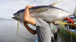 Sulut Masih Andalkan Sektor Perikanan dan Kelautan, Sumbang PAD Rp2,53 Miliar