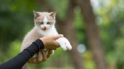 Unik, Pulau Kecil di Sulbar Ini Isinya Kucing Semua
