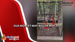 Dua Monyet Mati dalam Kandang di Bogor Mini Zoo, Bima Arya Minta Pengelola Serius