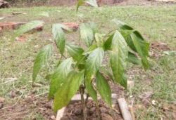 Mengenal Daun Sengkubak, Penyedap Rasa Alami dari Kalimantan