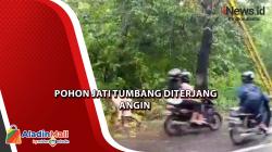 Pohon Jati Tumbang Diterjang Angin Kencang di Pemalang, Aliran Listrik Padam