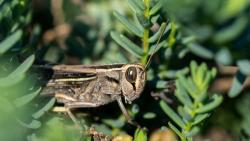 6 Hewan yang Mengalami Metamorfosis Tidak Sempurna Beserta Urutannya