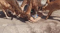 Unik, Kambing di Pulau Bungin NTB Doyan Makan Kertas hingga Kardus