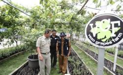 Melihat Budidaya Anggur di Area Gang Sempit Cilincing Jakut