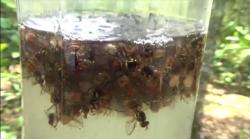 Petani Durian Jombang Sukses Atasi Serangan Lalat Buah dengan Petrogenol, Begini Caranya