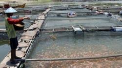 BPBAT Tatelu Salurkan 3.750.500 Ekor Benih Ikan Konsumsi<