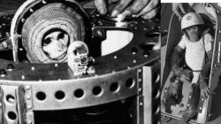 8 Hewan yang Pernah Terbang ke Luar Angkasa, Ada Lalat hingga Laba-laba