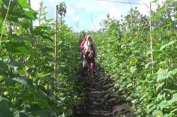 Siasati Harga Murah, Petani Gunungkidul Tawarkan Wisata Petik Mentimun