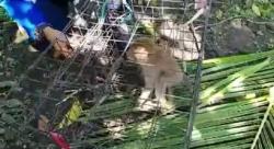 Bikin Resah, Kera Liar Dievakuasi dari Permukiman Warga Bondowoso