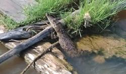 Buaya Muncul di Jamban Bikin Geger Warga Sekadau Kalbar