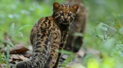 Mengenal Kucing Batu yang Sering Ditemukan di Pedalaman Hutan Kalimantan<