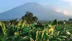 Asal Usul Tembakau Srinthil Temanggung, Konon Daunnya dari Cahaya yang Diturunkan Para Dewa