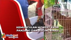 Begini Penampakan Monyet Ekor Panjang dan Kucing Emas yang Hebohkan Warga