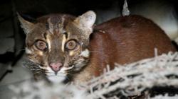 Mengenal Kucing Emas, Hewan Langka yang Ditemukan Sakit di Solok<