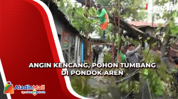 Diterjang Angin Kencang, Pohon Angsana Tumbang di Pondok Aren