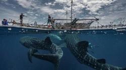 Kwatisore, Desa Unik di Papua yang Hujan Setiap Sore hingga Berenang dengan Hiu Paus