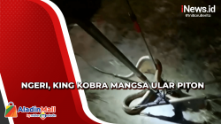 Gempar, Penemuan King Kobra Mangsa Ular Piton Sambil Sembunyi di Sofa
